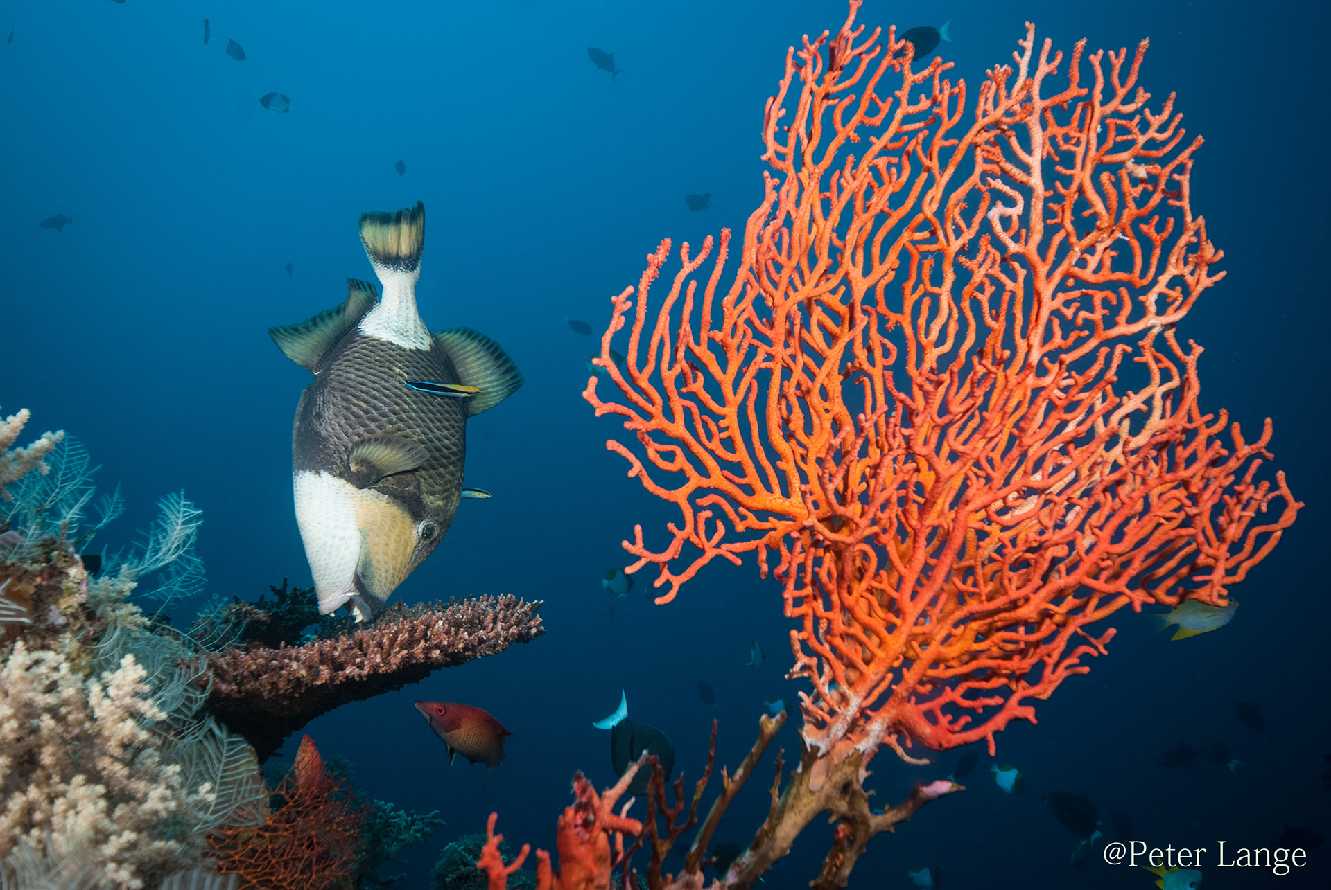 Trigger fish feeding at Apo Reef