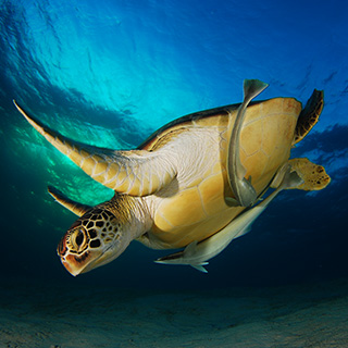 Turtle swimming in mid water