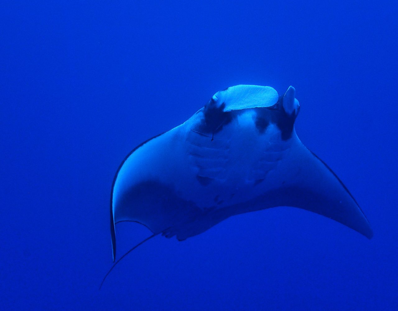 Apo Reef Marine Park - Dugong Dive Center