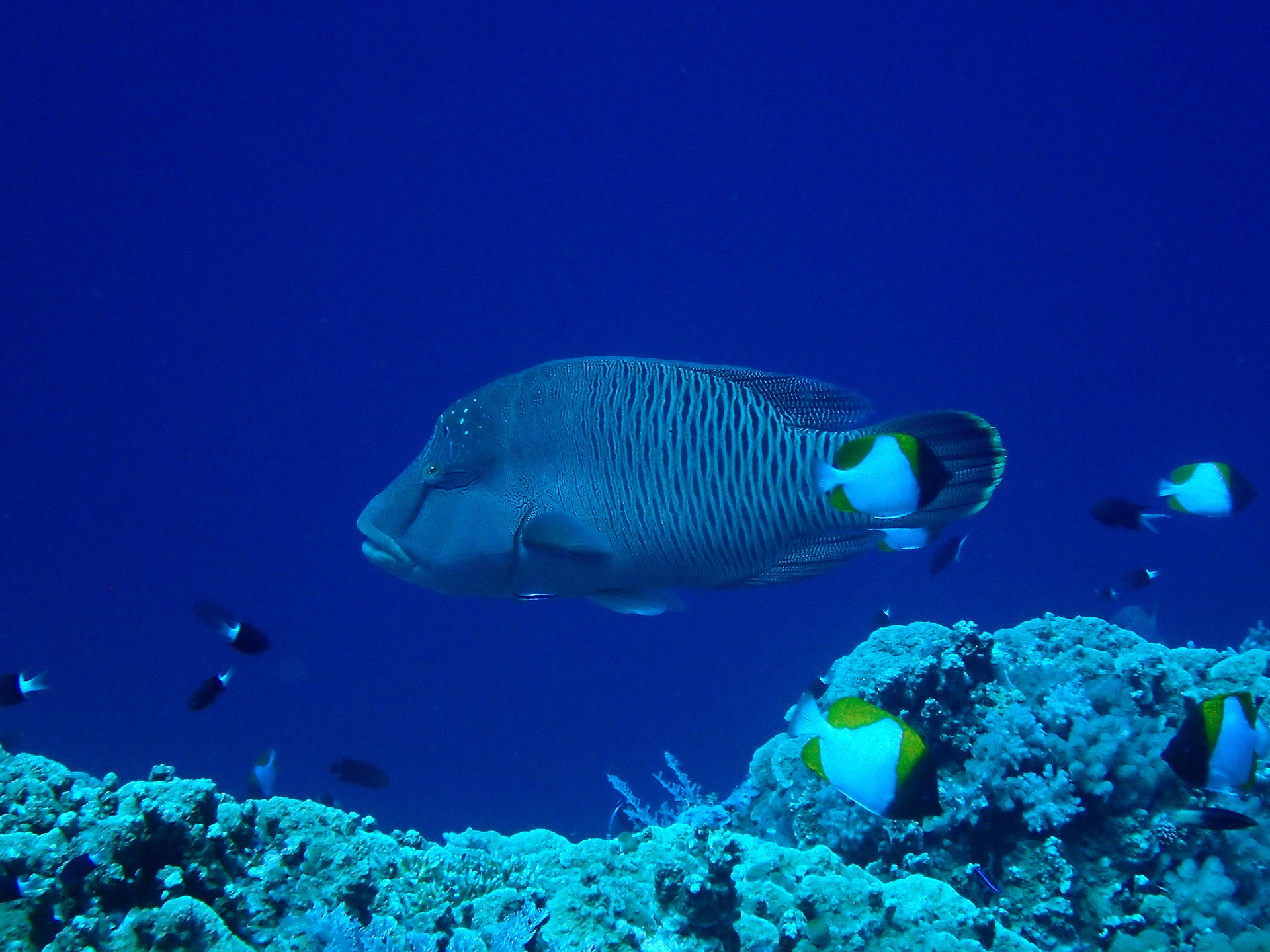 Apo-Reef-12 - Dugong Dive Center