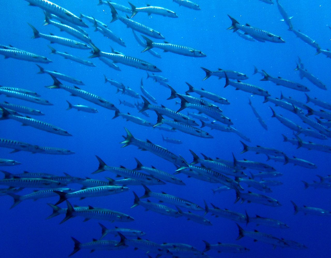 Apo Reef Marine Park - Dugong Dive Center