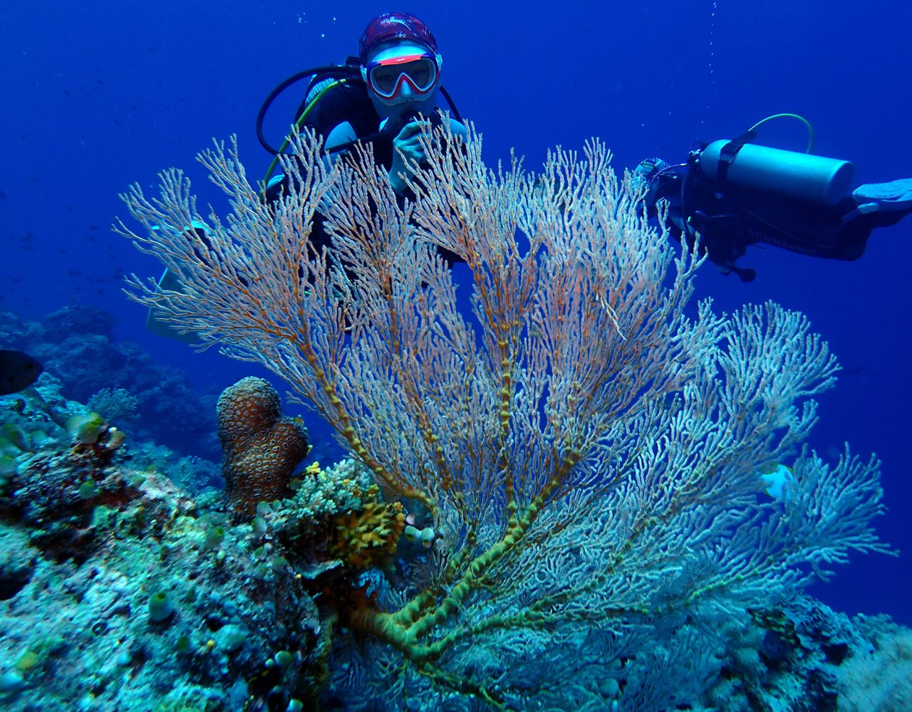 Apo Reef Marine Park - Dugong Dive Center